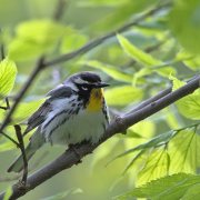 Yellow-throated Warbler