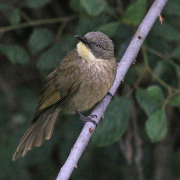 Yellow-throated Woodpecker