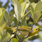 Yellow Warbler