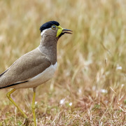 Yellow-wattled Lapwing