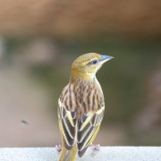 Southern Brown-throated Weaver