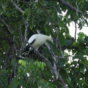 Yellowish Imperial Pigeon