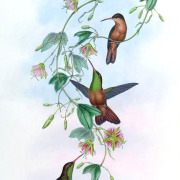 Yucatan Emerald