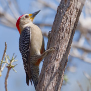 Yucatan Woodpecker