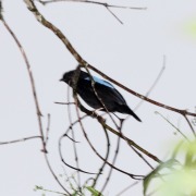 Yungas Manakin
