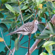 Zebra Dove