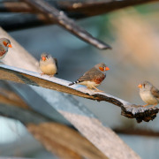 Zebra Finch