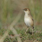 Zitting Cisticola