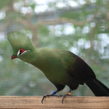Guinea Turaco