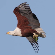 African fish eagle