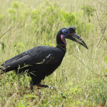 Abyssinian ground hornbill