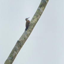 African Grey Woodpecker