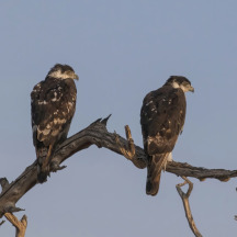 African Hawk-Eagle