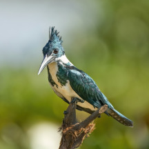 Amazon Kingfisher