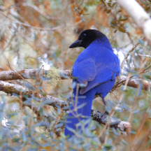 Azure Jay