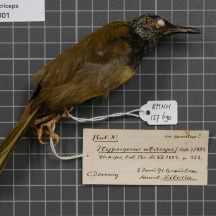 Black-headed Honeyeater