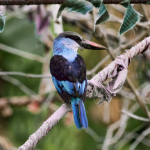 Blue-breasted Kingfisher