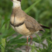 Bronze-winged Courser
