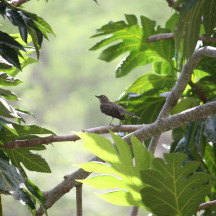 Scaly-breasted Thrasher
