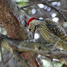 Cardinal Woodpecker