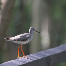 Common Redshank
