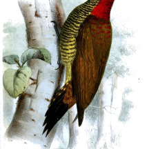 Fine-spotted Woodpecker