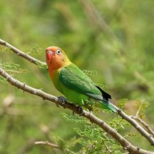 Fischer's Lovebird