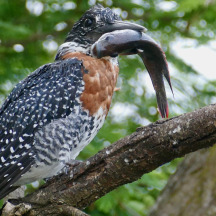 Giant Kingfisher