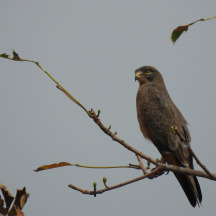 Grasshopper Buzzard