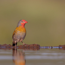 Green-winged Pytilia