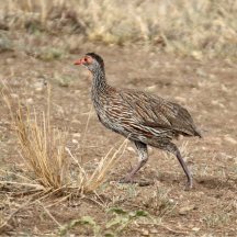 Grey-breasted Spurfowl