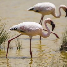Lesser Flamingo