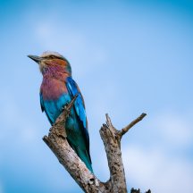 Lilac-breasted roller