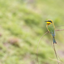 Little Bee-eater