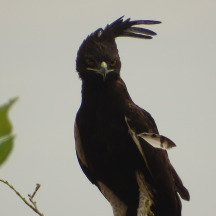 Long-crested Eagle