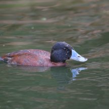 Maccoa Duck