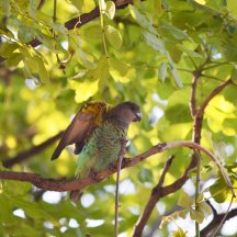 Meyer's Parrot
