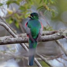 Narina Trogon