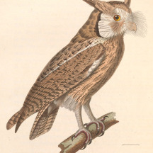 Northern White-faced Owl