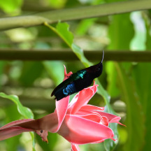 Purple-throated Carib