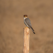 Red-necked Falcon