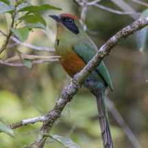 Rufous-capped Motmot