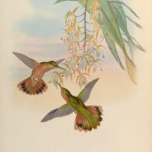 Rufous Hornero