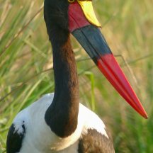 Saddle-billed stork