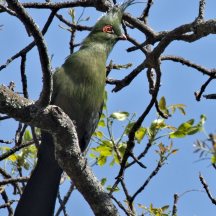 Schalow's turaco