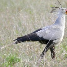 Secretarybird