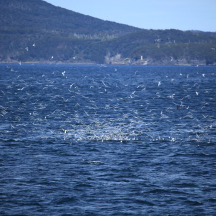 South American Tern