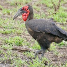 Southern Ground Hornbill