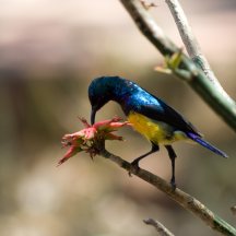 Variable Sunbird