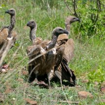 White-backed Vulture